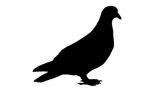 rock pigeon silhouette
