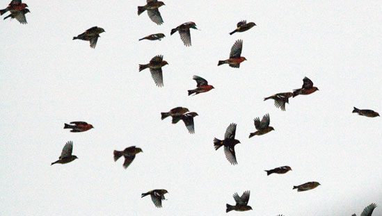 crossbills in flight flock