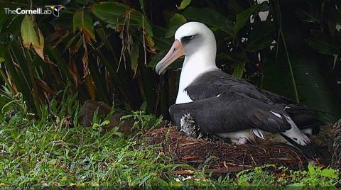 Laysan Albatross from the bird cam