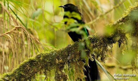 Listen to the Many Sounds of New Guinea's Birds-of-Paradise arfak astrapia