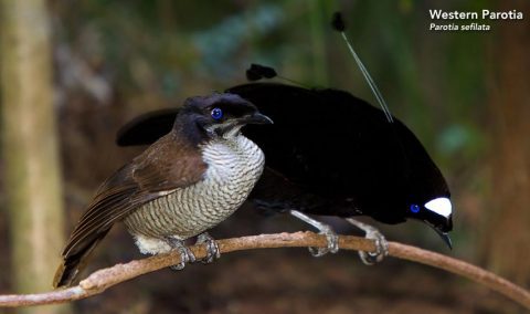 Taking a Closer Look: Inspection & Touch as Part of Courtship western parotia