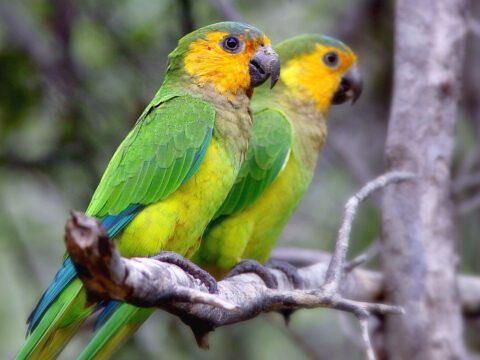 Two green parrots with yellow cheeks sit on a branch.