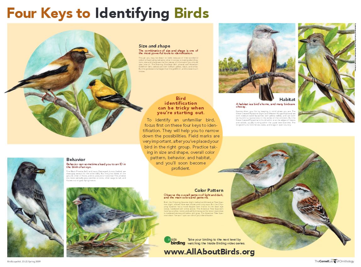 Download a PDF of the Four Keys to Bird Identification