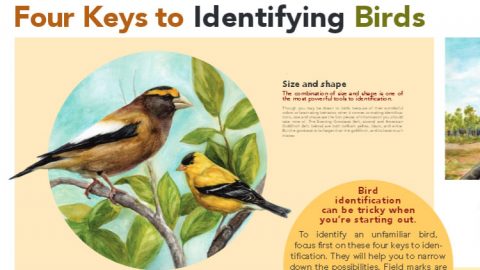 Four Keys to Bird Identification