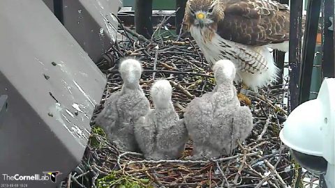 Red-tailed Hawk Cam image