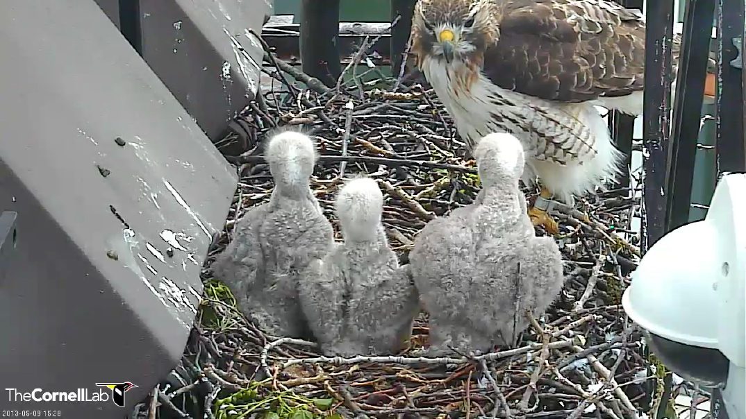 Bird Cams FAQ: Red-tailed Hawk Nest | All About Birds All About Birds