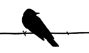 kingbird silhouette