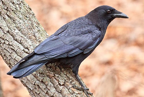 Inbreeding in the American Crow | All About Birds All About Birds