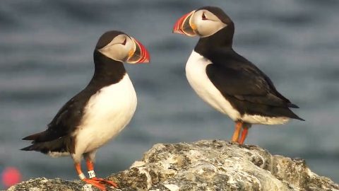 Two Atlantic Puffins