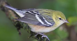Identifying Bay-breasted and Blackpoll Warblers