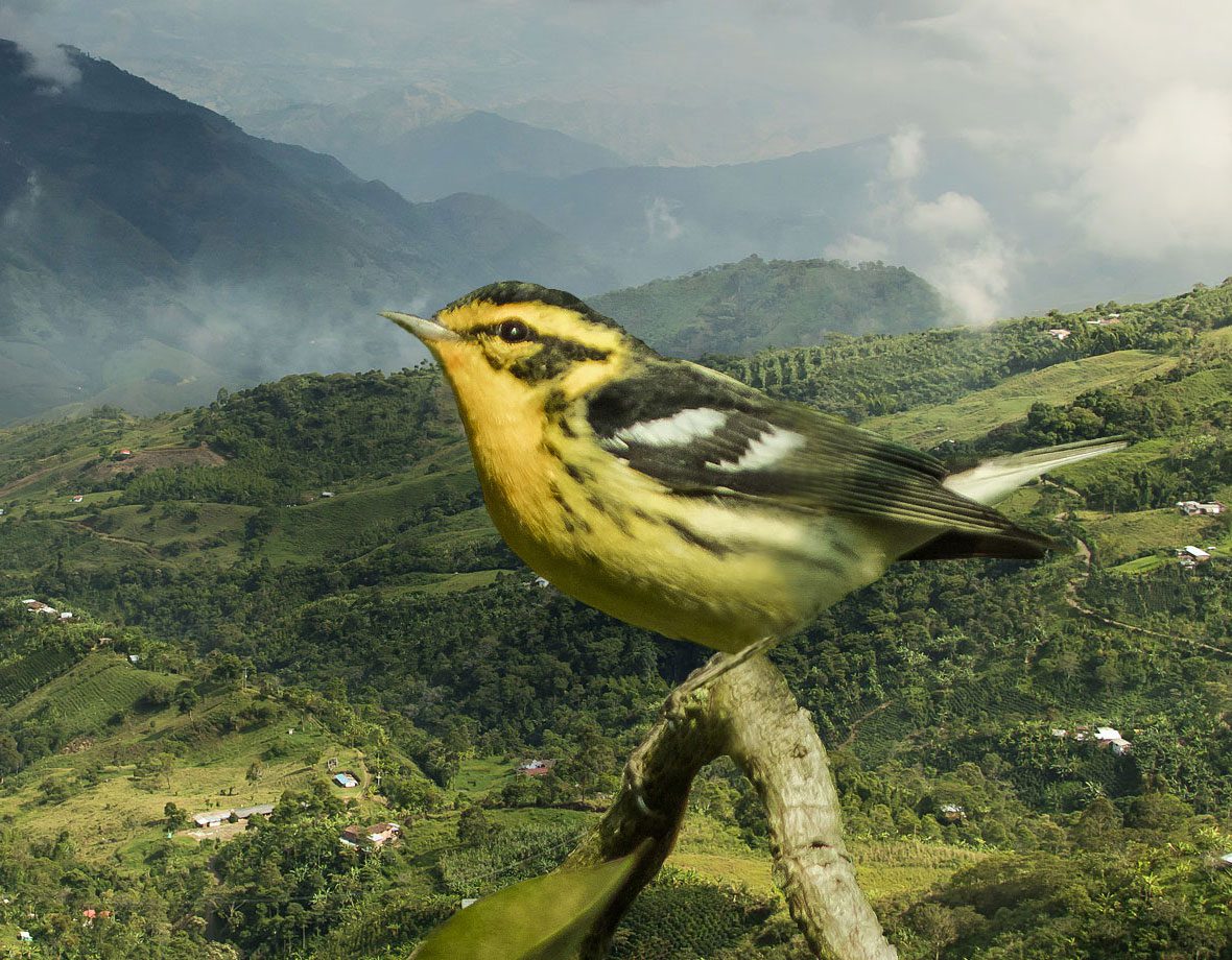 Antioquia is Colombia's biggest coffee-producing department, and it's also a hotbed for overwintering Blackburnian Warblers. Photo: Guillermo Santos.