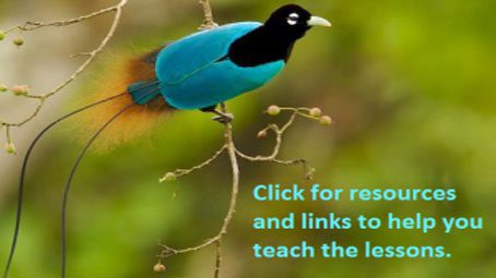 Lesson Plans: Evolution in Paradise, Tim Laman, Bird Sleuth