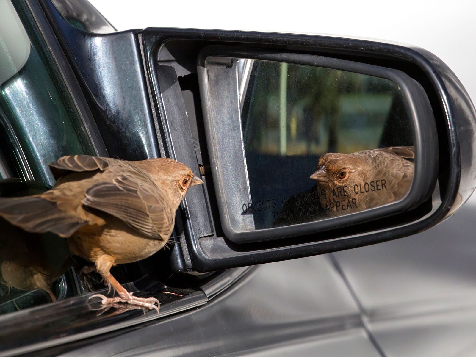 A bird keeps flying into my window or car mirror, on purpose. What should I  do?