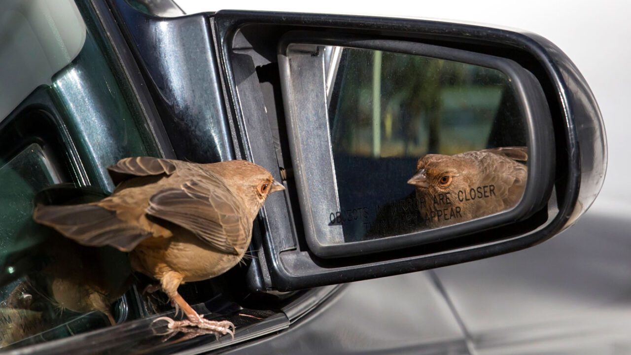 A bird keeps flying into my window or car mirror, on purpose. What should I do?