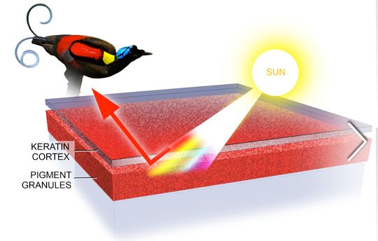 Explore the Many Shades and Types of Color in the Birds-of-Paradise