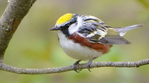 Birds like this Chestnut-sided Warbler spend winters in coffee plantations. Photo by Jim via Birdshare.