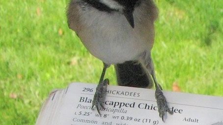 CUBs, Eleven Great Reads for Birding in the City, Mary Batcheller