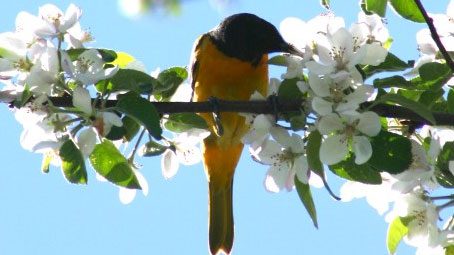 How Do Birds Prepare for Migration? , Baltimore Oriole enjoying spring flowers. Photo by Cormier, Canada