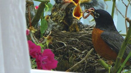 CUBS: Identification, Certificates, Resources, and Tips for Urban Birding