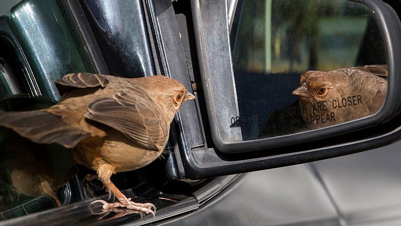 A bird keeps flying into my window or car mirror, on purpose. What should I  do? | All About Birds All About Birds
