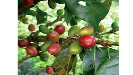 Saving the Tropics One Sip at a Time with Bird-Friendly Coffee, by Sara Barker