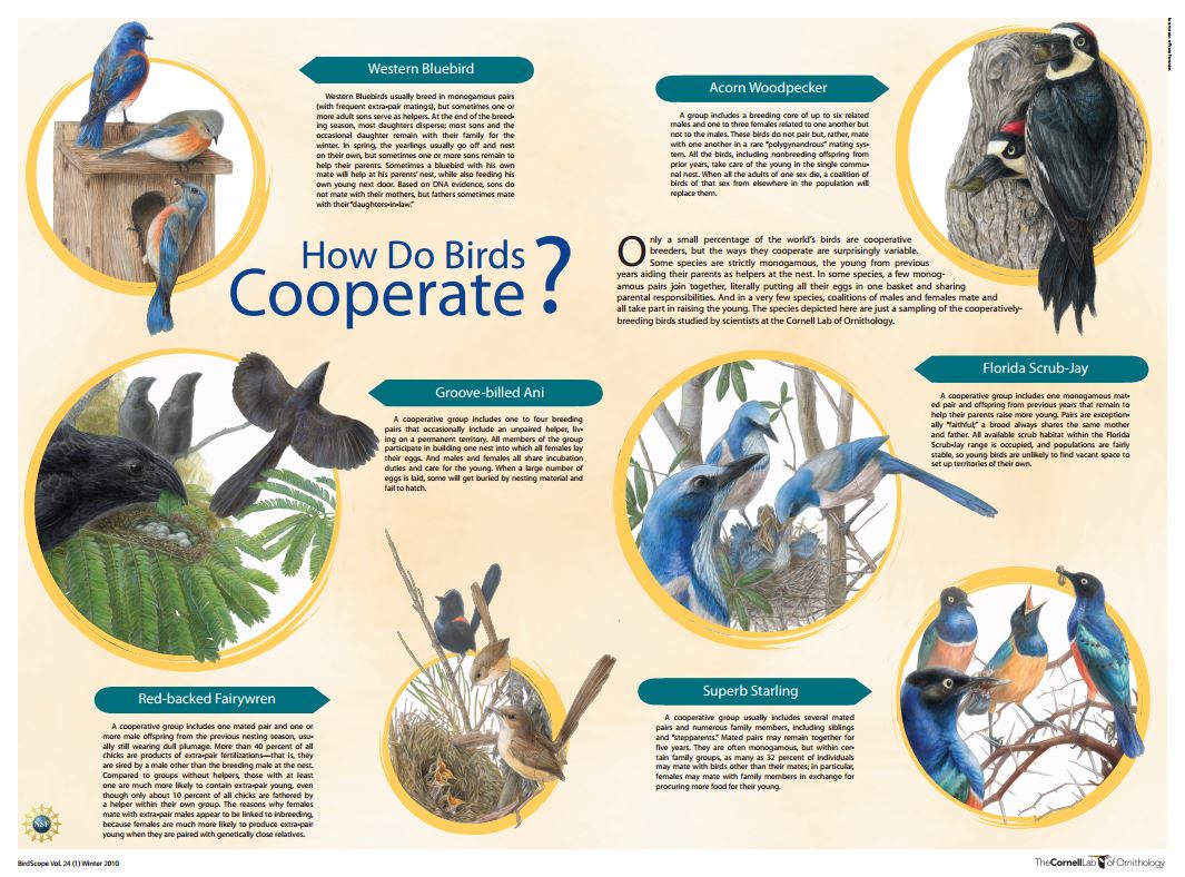 Download the PDF of How Do Birds Cooperate? An Overview of Strategies