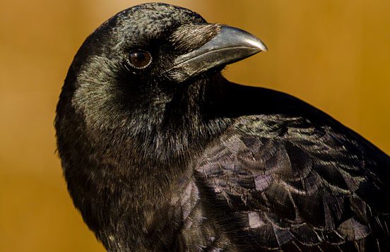 By studying American Crows researchers learned that West Nile virus became less virulent as it raced westward across North America.