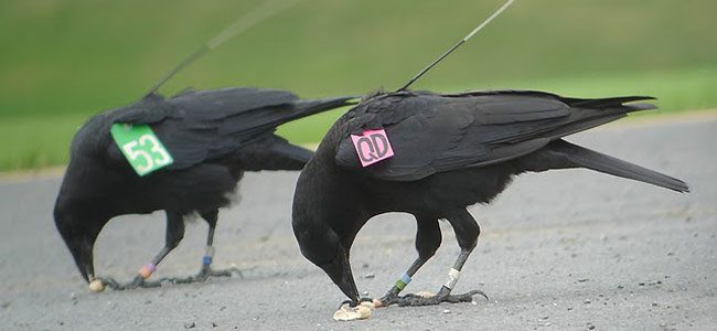 crows with wing tags and tracking devices