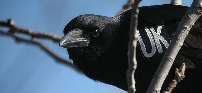 american crow closeup with wing tag