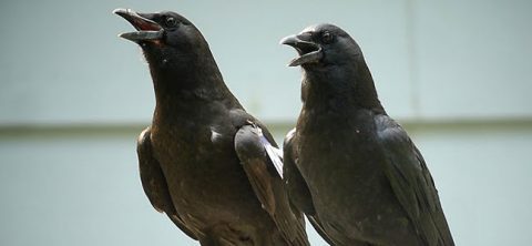 two sibling crows