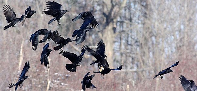Group of crows at a landfilll