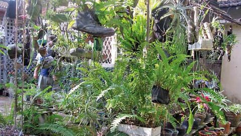 The spunky “Cuban Garden” at Santiago de Cuba’s Garden of Ferns. Citizen Science in Cuba.