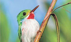 Bird Watching in Cuba After Fidel Castro Photo of a cyban tody by Rich Wagner