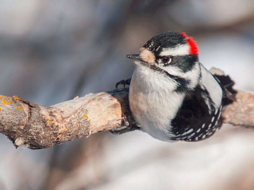 Downy Woodpecker by Kirchmeier via Birdshare.