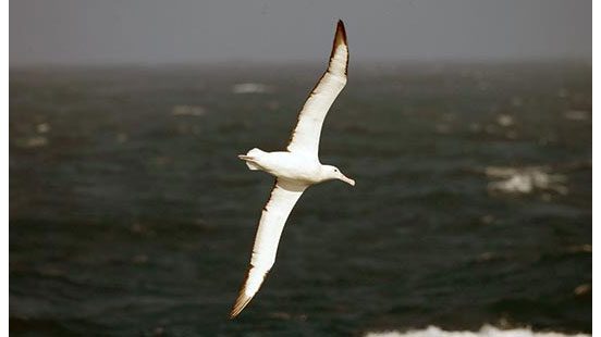 Southern Royal Albatross, Birding the Drake Passage From Tierra del Fuego to Antarctica