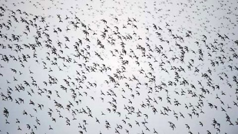Thousands of Dunlin wheel in the overcast skies of the Yukon Delta.