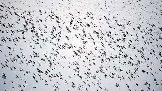 Thousands of Dunlin wheel in the overcast skies of the Yukon Delta.