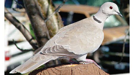 FeederWatchers track the spread of Eurasian Collared-Doves by Laura Erickson