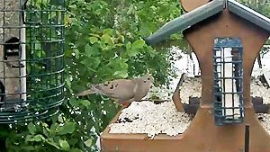 Mourning Dove at Cornell Lab feeder