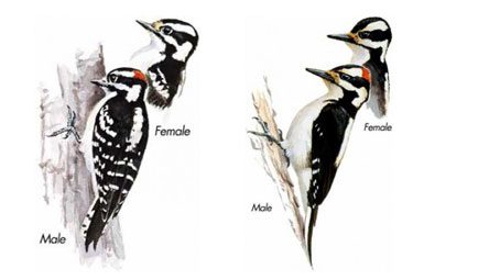GBBC, Downy and Hairy Woodpeckers