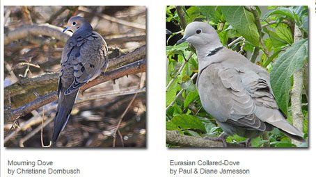 GBBC, Identifying Doves