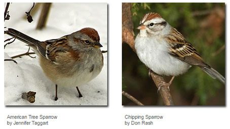 GBBC, Identifying Some Common Sparrows