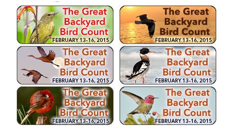 Great Backyard Bird Count: Spread the Word With eCards, Posters, Web Buttons, and More