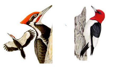 GBBC, Woodpeckers With Red Heads