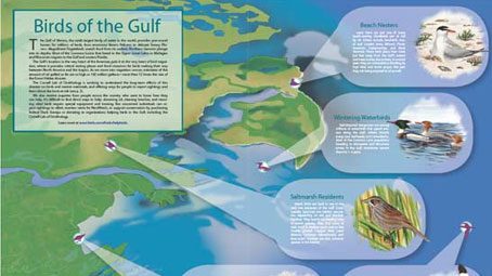 Download a PDF of the Birds of the Gulf Threatened by Oil Spill poster