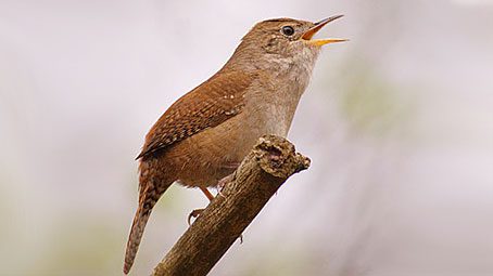 House Music: Investigating the Vocal Acrobatics of the House Wren. Photo by Cameron Rognan