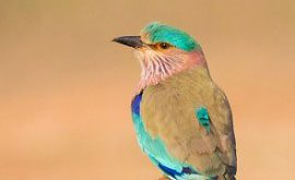 Great (Global) Backyard Bird Count — Take someone birding!