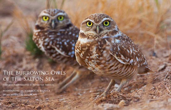 The Burrowing Owls of the Salton Sea