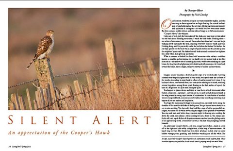 Silent Alert: The Cooper's Hawk's Reputation Precedes It