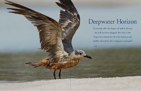 Deepwater Horizon oil spill in the Gulf of Mexico bird disaster